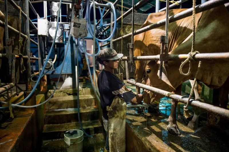 Criar vacas en Venezuela, una mala idea