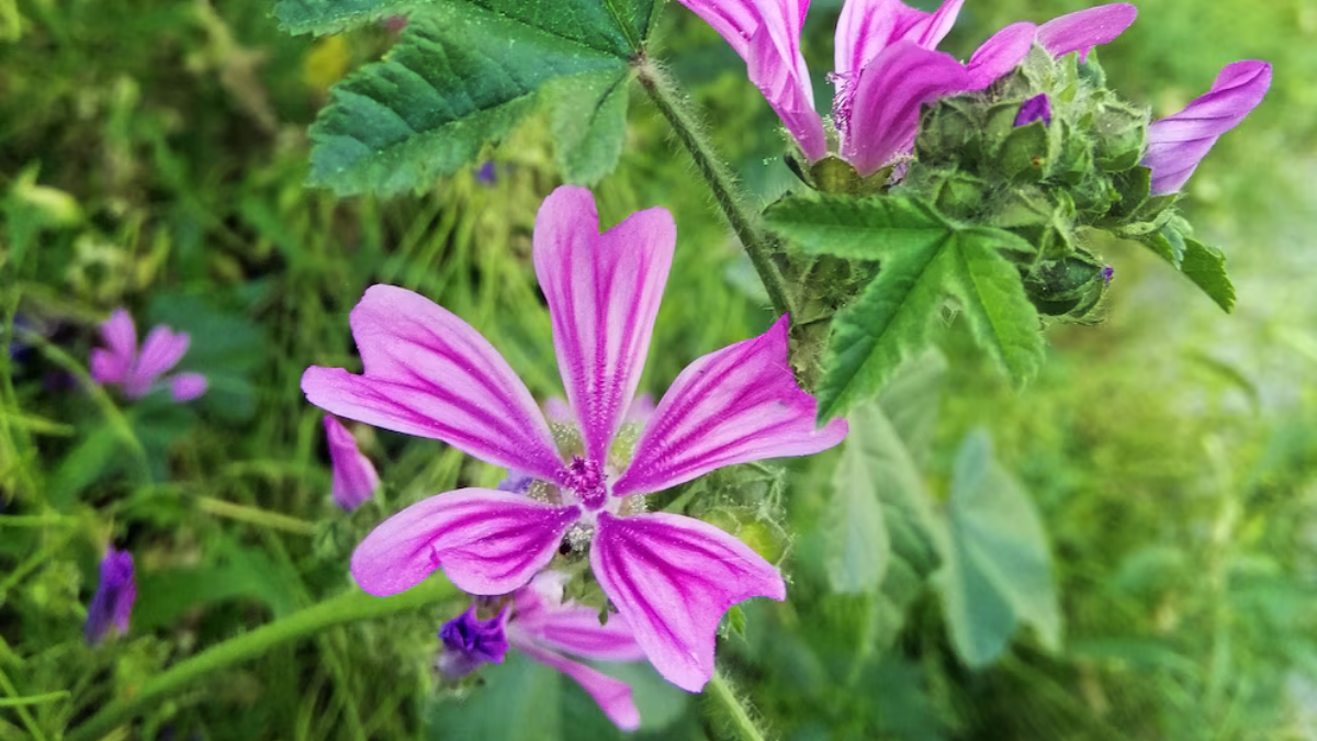 Malva, el aliado herbal para combatir el frío.