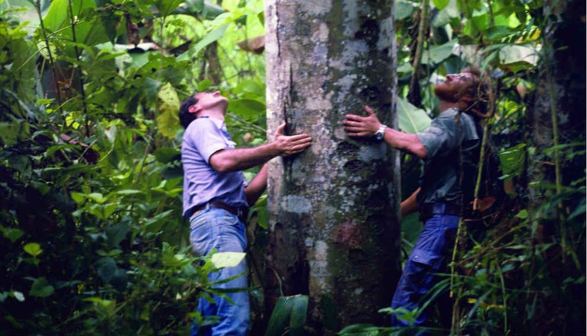 Tres miembros de la expedición viajaron en septiembre de 1983 a Guayaquil, Ecuador, en busca de los árboles de balsa “tipo hembra” y libres de corazón de agua (que facilitarían la flotación), iguales a los que hace 35 siglos crecían en la selva africana, y con los que construyeron la balsa. En total, trajeron al país –vía marítima– 20 troncos de 18 metros de largo cada uno, y 6000 metros de cuerda vegetal. Tres miembros de la expedición viajaron en septiembre de 1983 a Guayaquil, Ecuador, en busca de los árboles de balsa “tipo hembra” y libres de corazón de agua (que facilitarían la flotación), iguales a los que hace 35 siglos crecían en la selva africana, y con los que construyeron la balsa. En total, trajeron al país –vía marítima– 20 troncos de 18 metros de largo cada uno, y 6000 metros de cuerda vegetal.