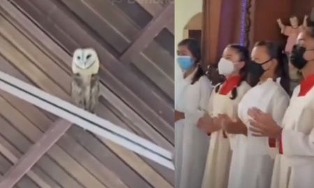 El animal se llevó todas las miradas y se volvió viral en la red social. El animal se llevó todas las miradas y se volvió viral en la red social.