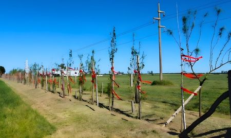 rafaela aprobo un plan de cortinas forestales en el periurbano: que dicen los productores rafaela aprobo un plan de cortinas forestales en el periurbano: que dicen los productores