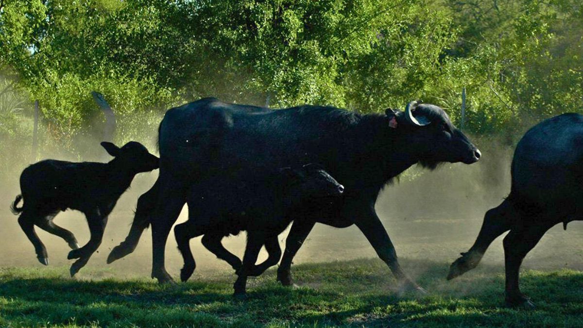 El ciclo comienza con la compra en Corrientes de bucerros (terneros) que tienen entre 220 a 230 kilos, destetados entre los meses de octubre o noviembre. 