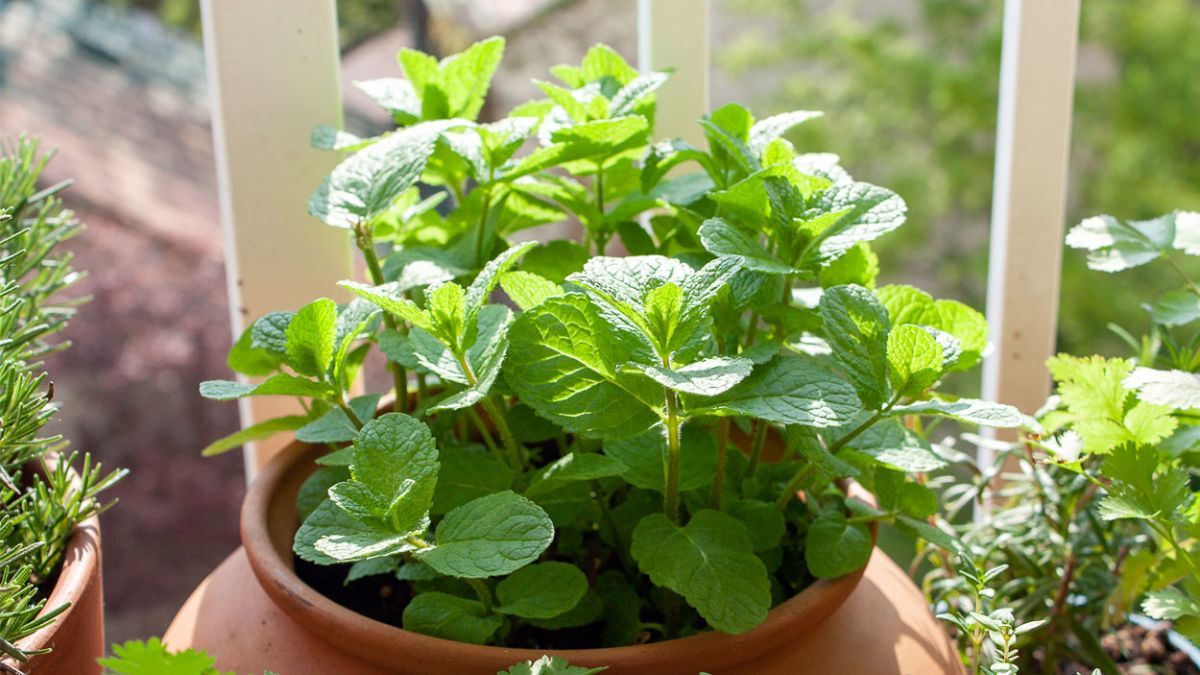 Son ideales para perfumar el jardín y usar en la cocina.