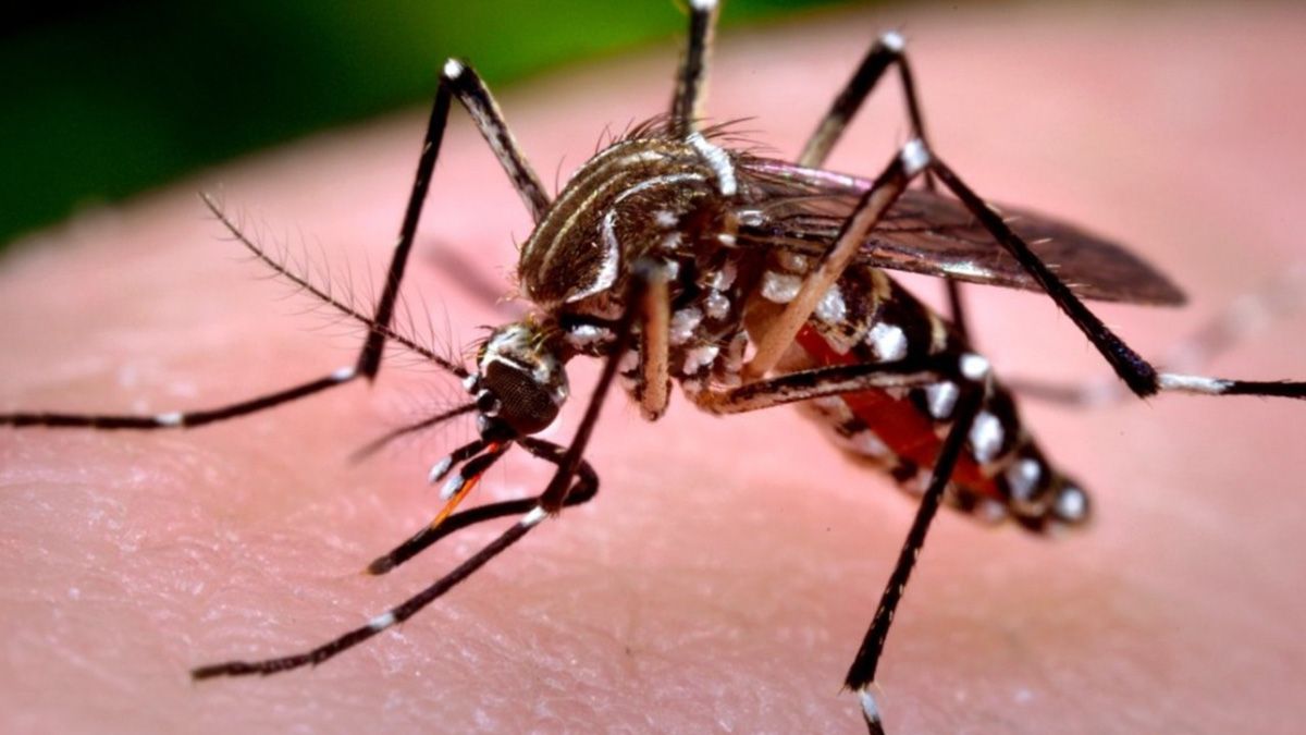 El chikungunya es una enfermedad transmitida por el mosquito Aedes aegypti que provoca fiebre alta y fuertes dolores articulares.