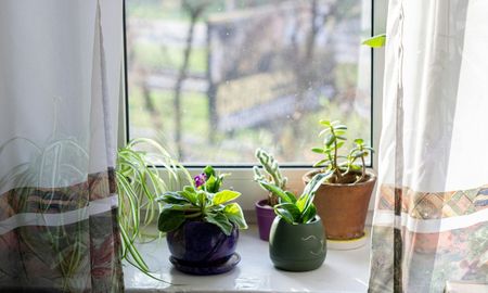 Estas plantas sobreviven en ambientes cerrados y con poca ventilación. Estas plantas sobreviven en ambientes cerrados y con poca ventilación.