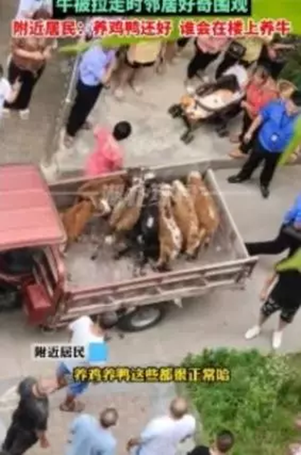 El señor buscaba volver a meter a sus vacas al edificio. El señor buscaba volver a meter a sus vacas al edificio.