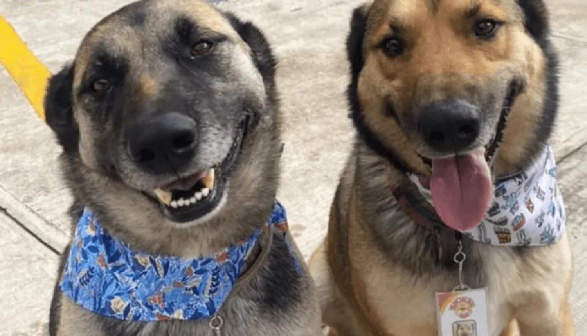 Dos perritos trabajan de meseros en el restaurante que los rescató