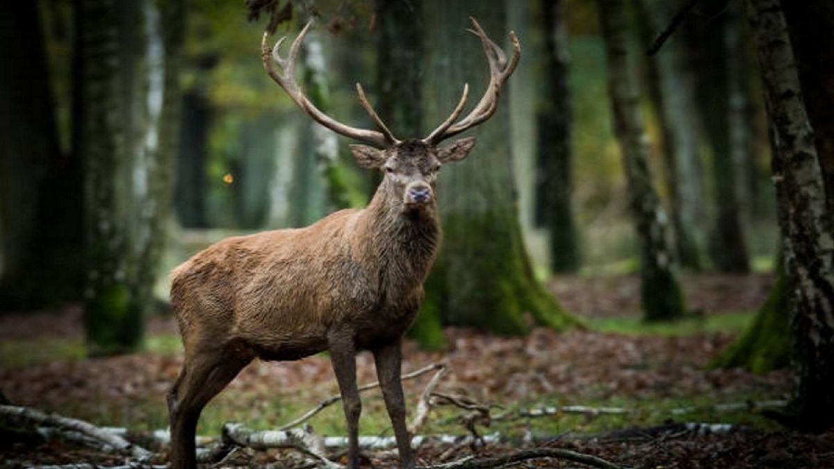 Espectacular y único: el video que muestra el momento en que un ciervo muda la cornamenta