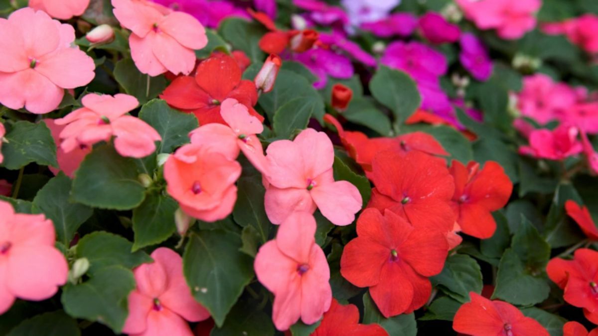 La alegría del hogar florece sin parar incluso en patios con sombra profunda.