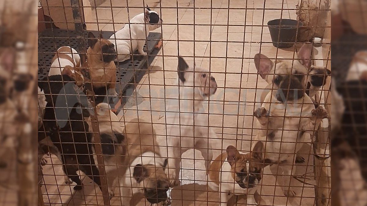 En el criadero, los perros encontrados eran de distintas razas.