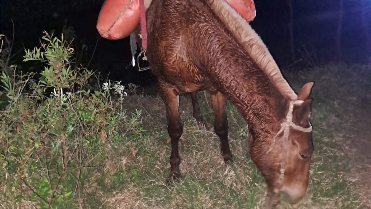 Los dos hombres se movilizaban a caballo.