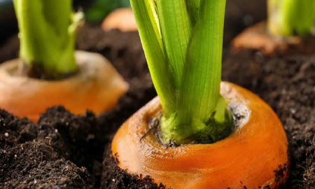 como cultivar zanahorias en macetas como cultivar zanahorias en macetas