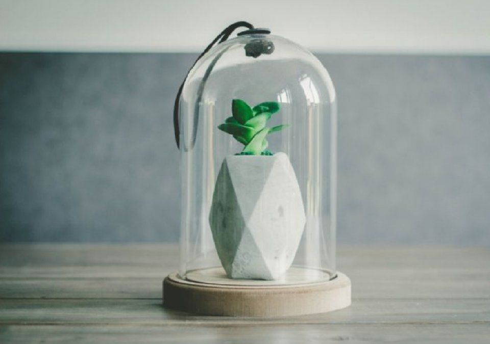 Trucos para su reproducción