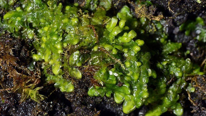 Radula, ¿La planta latinoamericana llamada a ser el ‘nuevo’ cannabis?