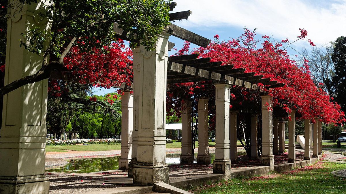 Un proyecto busca sumar árboles nativos al arbolado urbano de la ciudad de Rosario.&nbsp;