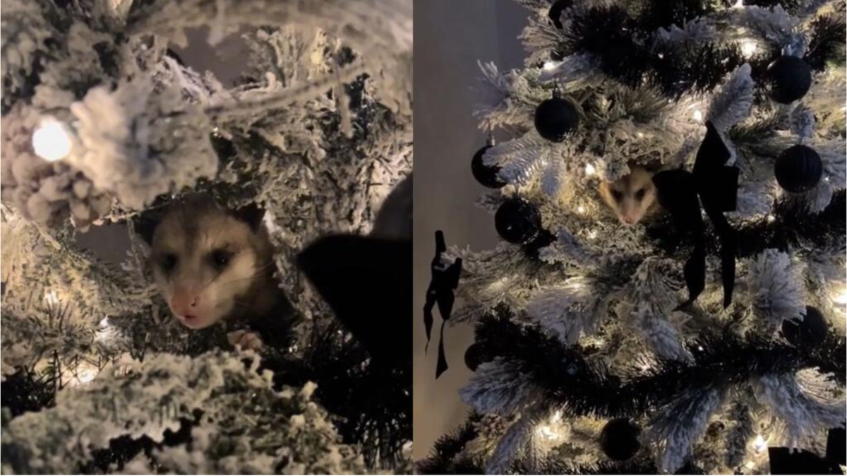 Viral: una mujer descubre una extraña criatura en su árbol de Navidad