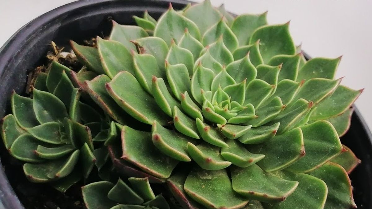 Tacitus bellus, la suculenta que florece rosa ne&oacute;n bajo el sol m&aacute;s intenso.