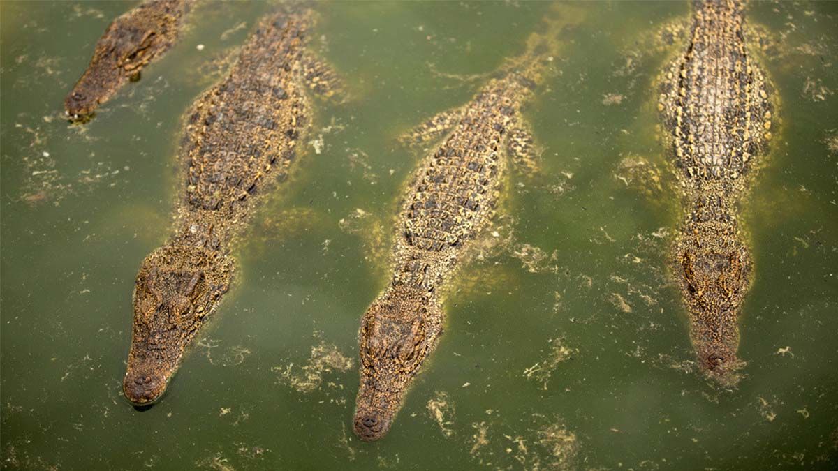 Una mujer pescaba en Indonesia y fue devorada por un cocodrilo de 6 metros de largo