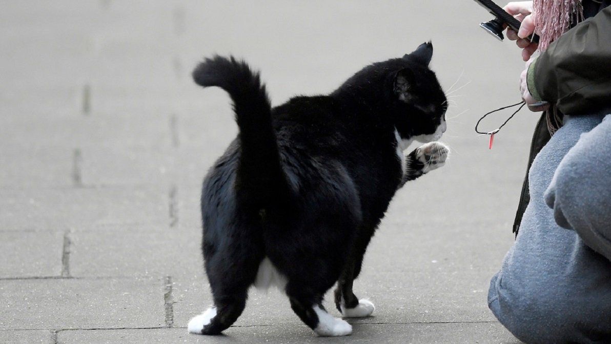 Video: el manual visual para gatos cuyo dueño tiene coronavirus