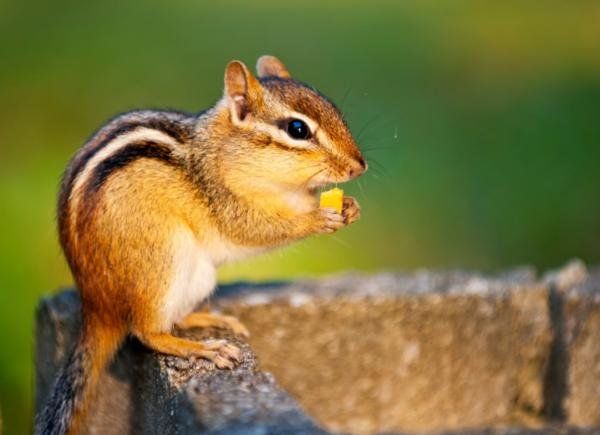 Una ardilla celebra Halloween y causa furor en las redes