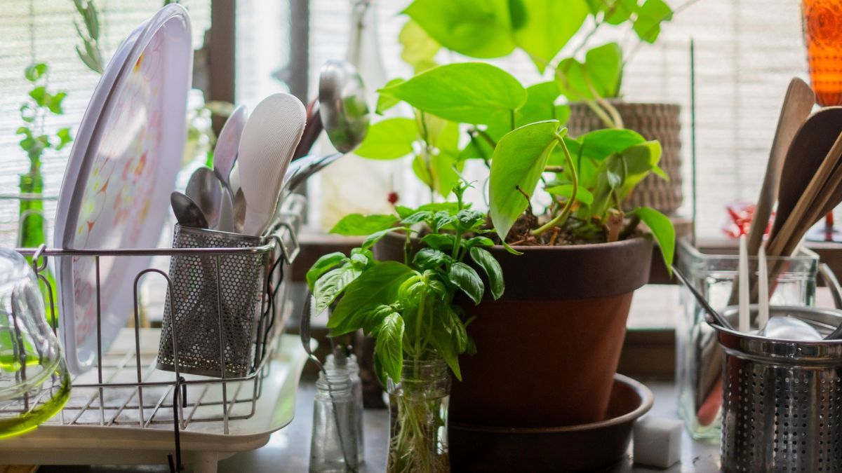 Este ingrediente que tenés en tu cocina sirve para revivir plantas en solo 24 horas.