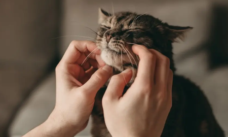 Científicos de la Universidad de Viena demostraron que un oscilador neural en el cerebro del felino activa los músculos de la laringe para emitir este sonido continuo. &nbsp;