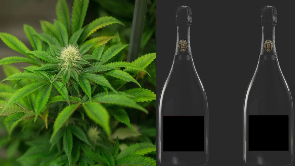 Una bodega online vende Champanabis