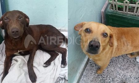 Ambar y Quinoto, los perritos callejeros abusados Ambar y Quinoto, los perritos callejeros abusados