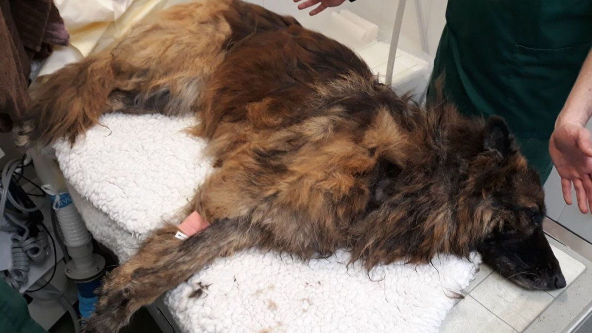 La arrojaron viva al río con una roca atada a su correa, intentaron salvarla y tuvo un final feliz