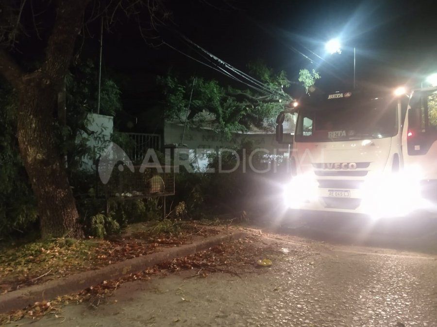 Los da&ntilde;os ocasionados por el &aacute;rbol y sus ramas