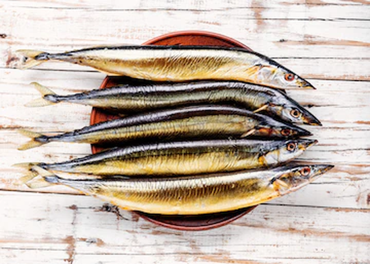 Los saurios se pescan utilizando luces rojas, por lo que muchos usuarios de Reddit atribuyeron a esta práctica el fenómeno del video. 