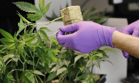 El 16 de agosto se publicó en el Boletín Oficial de la República Argentina la Resolución 3132/2024 del Ministerio de Salud la que dispone una serie de cambios y modificaciones en el proceso de inscripción al Registro del Programa de Cannabis (REPROCANN). El 16 de agosto se publicó en el Boletín Oficial de la República Argentina la Resolución 3132/2024 del Ministerio de Salud la que dispone una serie de cambios y modificaciones en el proceso de inscripción al Registro del Programa de Cannabis (REPROCANN).