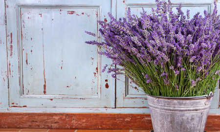 La lavanda ayuda a reducir el estrés. La lavanda ayuda a reducir el estrés.