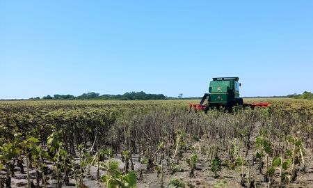 para evitar perdidas, se adelanto la cosecha de girasol en el norte santafesino para evitar perdidas, se adelanto la cosecha de girasol en el norte santafesino