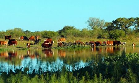 El avance de la ganadería en humedales ha generado crecientes interrogantes sobre el impacto en el medioambiente. El avance de la ganadería en humedales ha generado crecientes interrogantes sobre el impacto en el medioambiente.