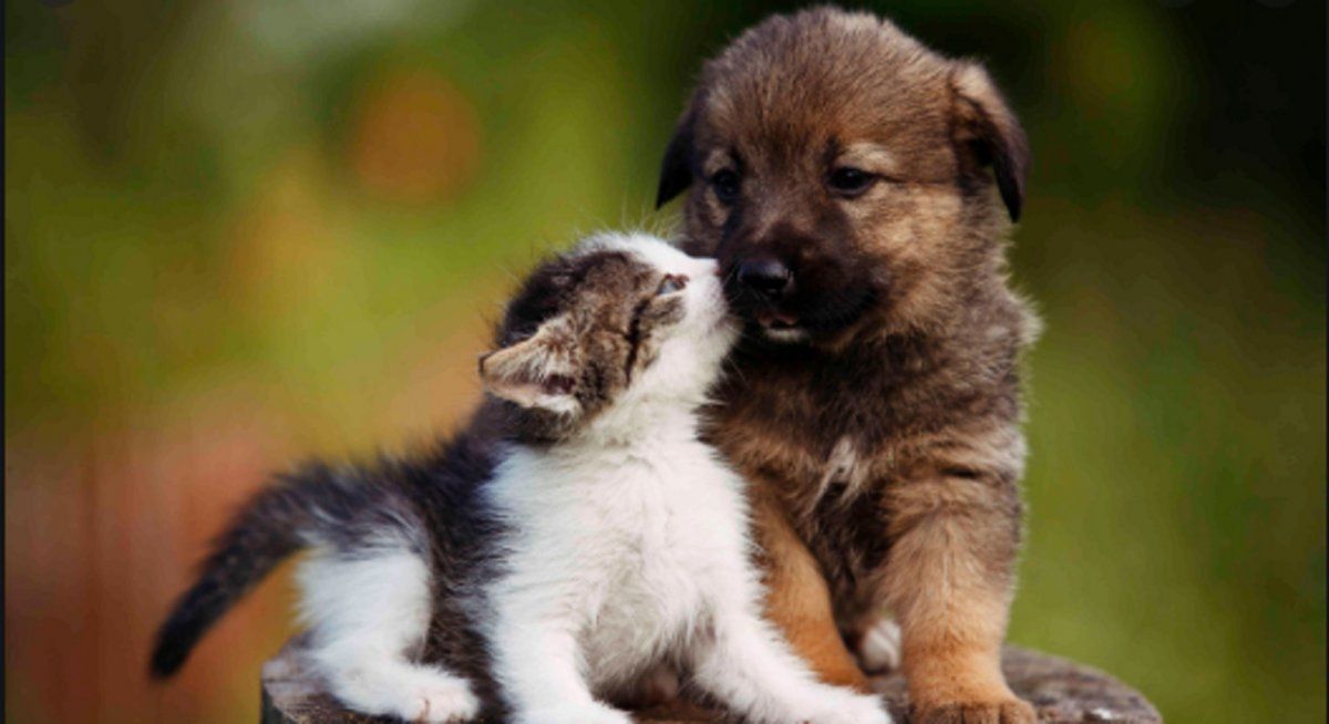 ¿Tenés que cuidar a tus mascotas del coronavirus?