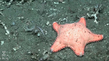 Hallan otra estrella “culona” en una expedición del CONICET Hallan otra estrella “culona” en una expedición del CONICET