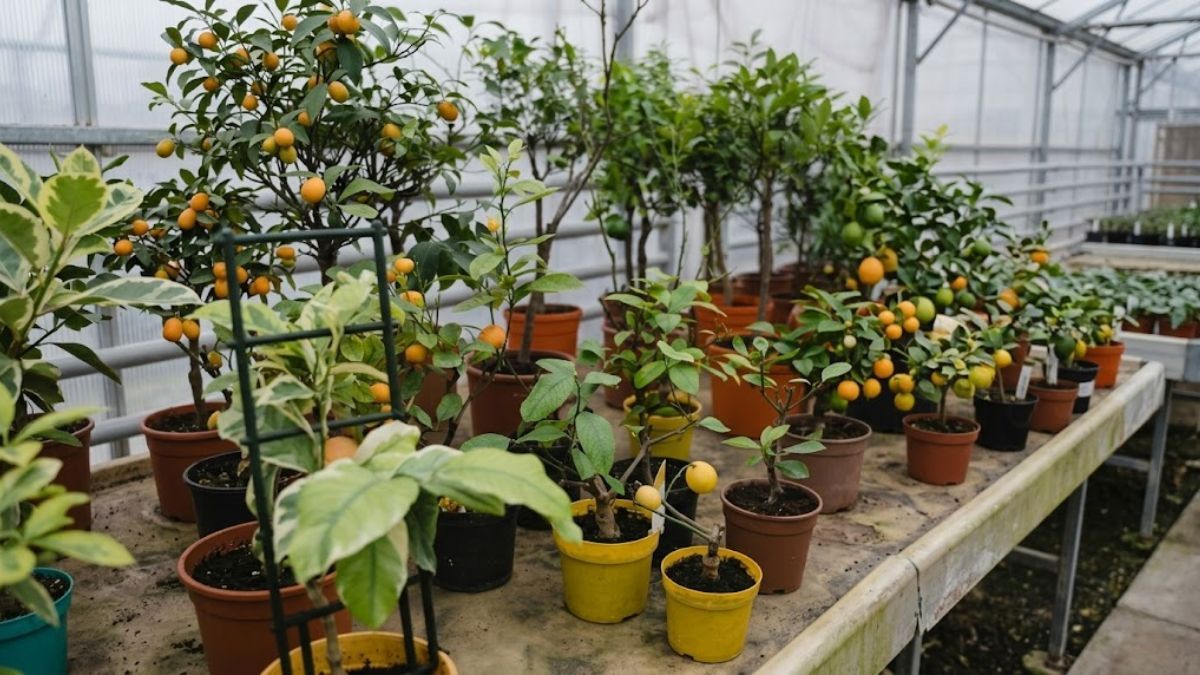 Este árbol es el secreto mejor guardado para tener un balcón perfumado todo el año.