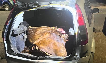 dos cuatreros con carne en el auto: faenaron en arroyo leyes y cayeron en constituyentes dos cuatreros con carne en el auto: faenaron en arroyo leyes y cayeron en constituyentes