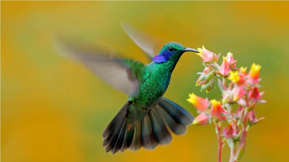 Qué significa que el colibri visite tu casa y cómo influye en tu energía
