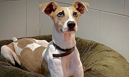 Arturo, el perro de Gran Hermano, reapareció y volvió a cautivar a todos. Arturo, el perro de Gran Hermano, reapareció y volvió a cautivar a todos.