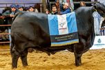 Las Nacionales 2026 llegan con más cabañas y más de 1.000 animales en Corrientes Las Nacionales 2026 llegan con más cabañas y más de 1.000 animales en Corrientes