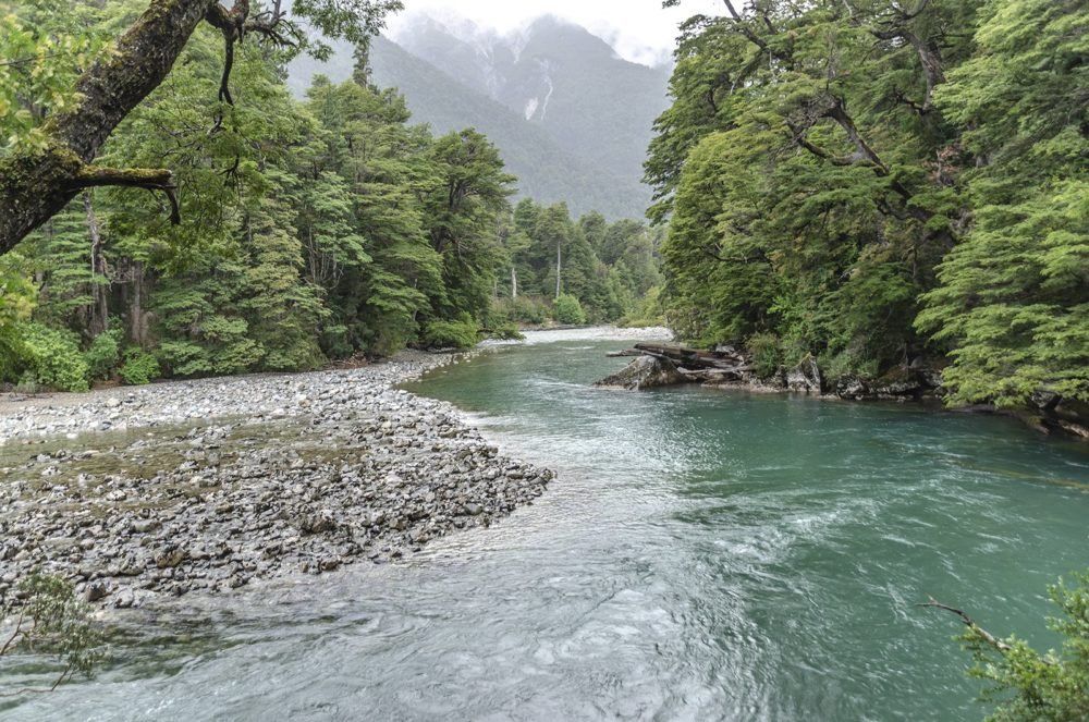 Científicos alertan por el impacto negativo del cambio climático sobre el bosque patagónico