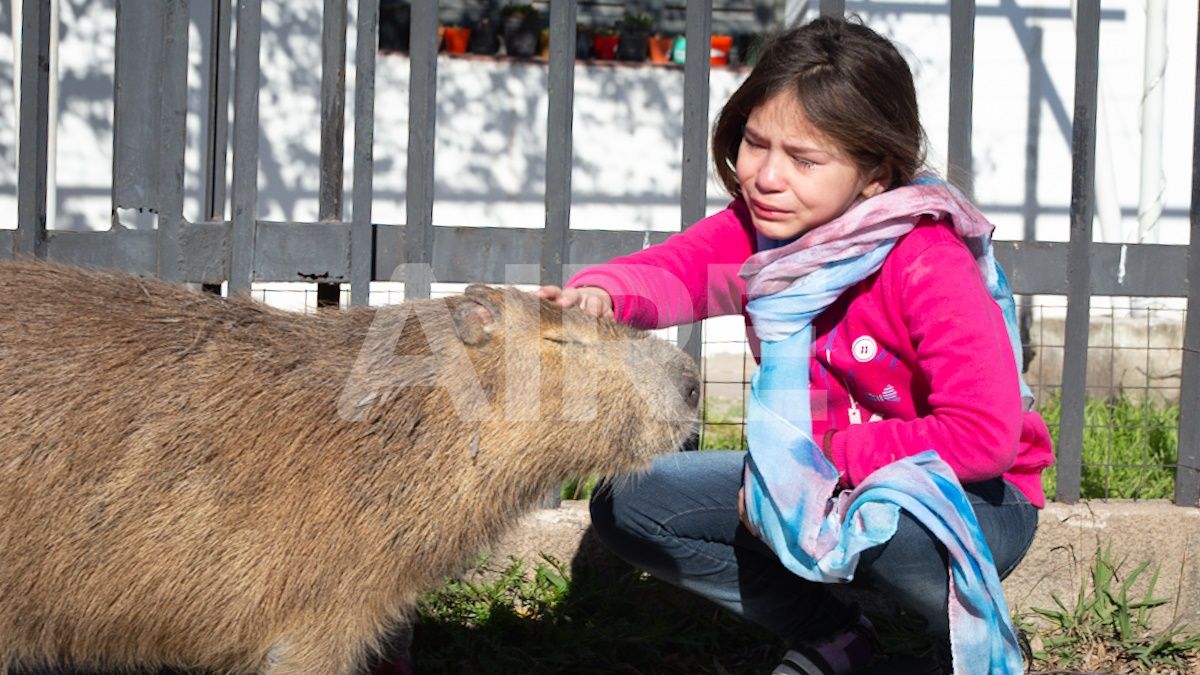 La niña lloraba sin parar este mañana cuando la Gendarmería quería llevarse el carpincho.