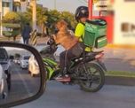 la historia detras del cachorro que reparte comida en guanajuato