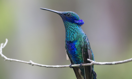 El colibrí azul y su profundo mensaje espiritual El colibrí azul y su profundo mensaje espiritual