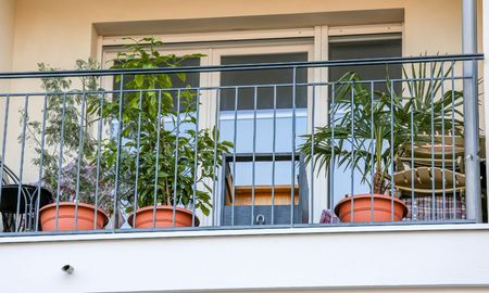 Mirto, laurel y olivo son tres especies que pueden crecer durante años en maceta.