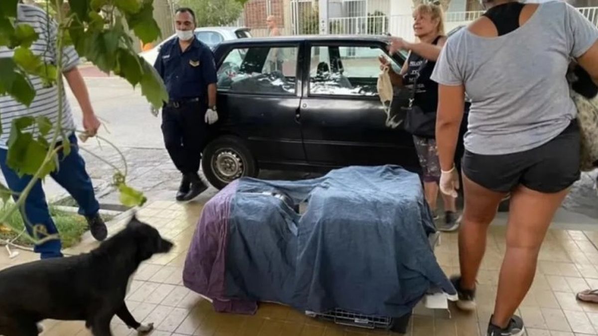 Algunos animales fueron hallados con vida