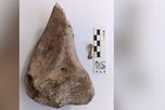 Miembro anterior de una tortuga gigante de tierra hallada en el río Salado hace algunos años, que está siendo investigado en la actualidad. Miembro anterior de una tortuga gigante de tierra hallada en el río Salado hace algunos años, que está siendo investigado en la actualidad.