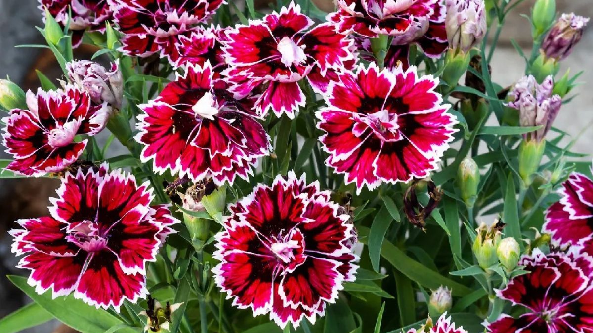 Flores delicadas que aparecen durante toda la primavera y se adaptan a canteros, macetas o bordes de jardín. Flores delicadas que aparecen durante toda la primavera y se adaptan a canteros, macetas o bordes de jardín. 